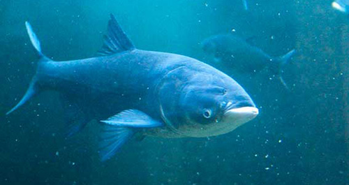 Толстолобик