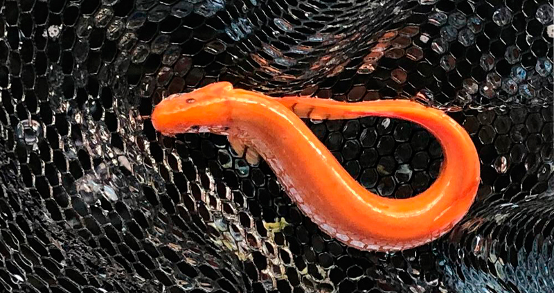 Золотой Вьюн