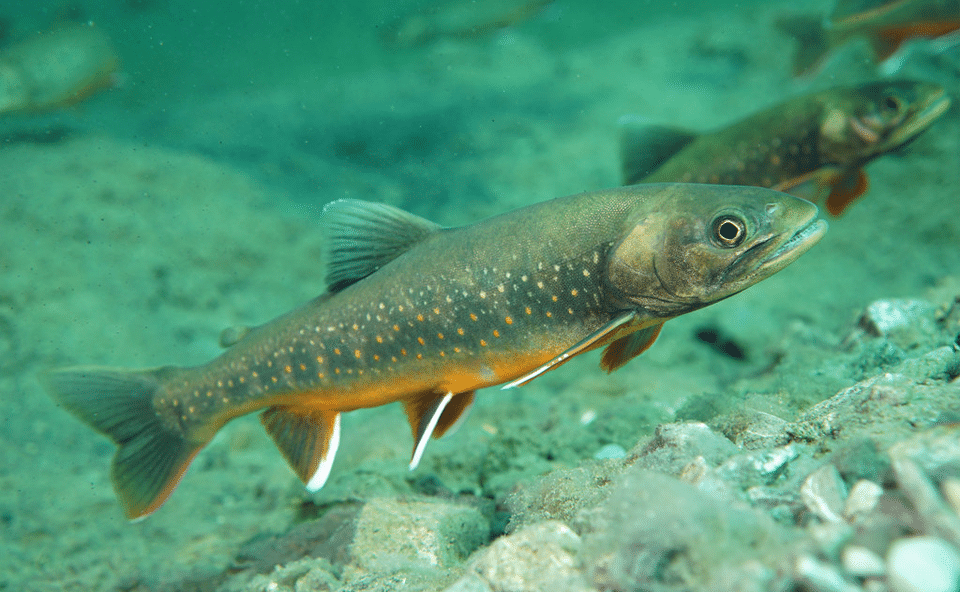 Арктический голец